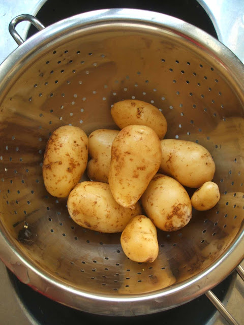 washing new potatoe crop dug up from allotment