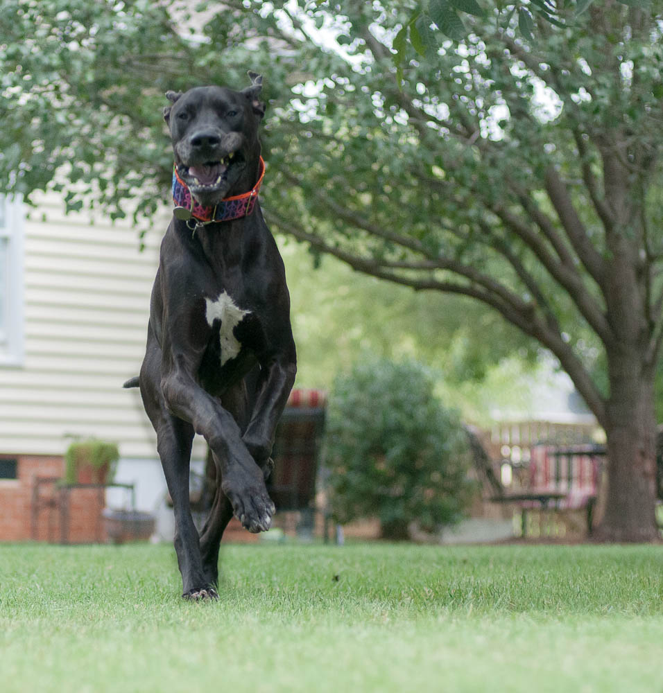 The K9 Coach Dog Training June 2014