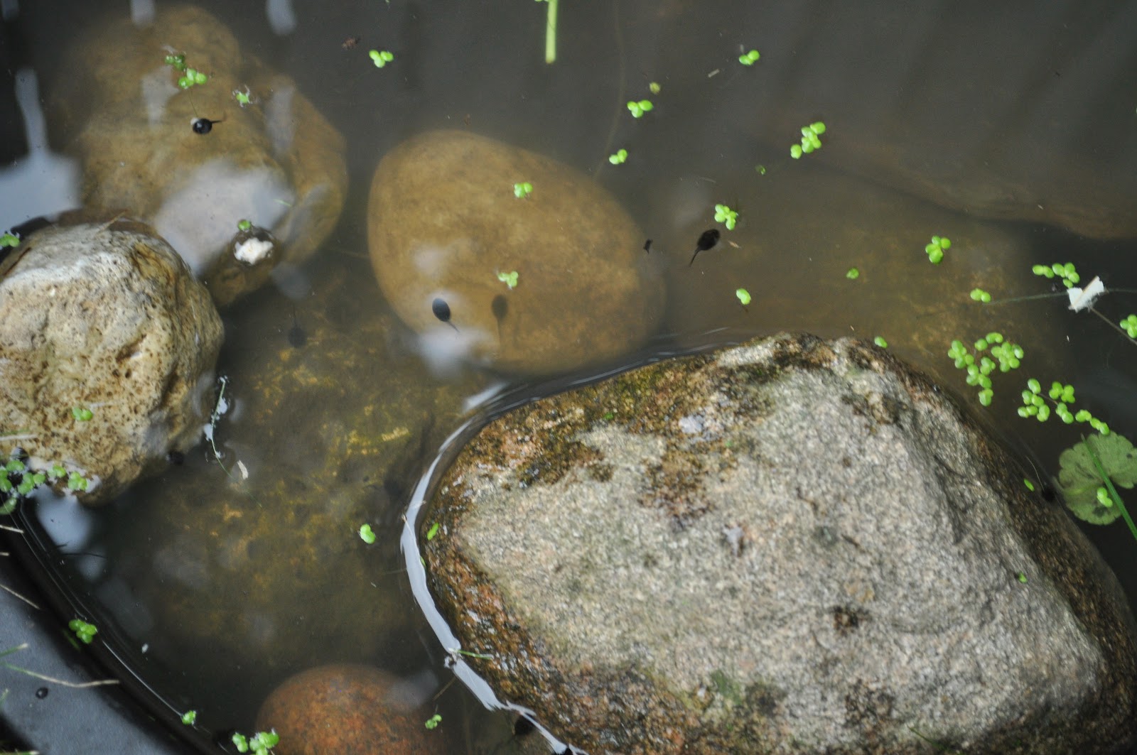 Our garden an our tadpole habitat... Jennifer Rizzo