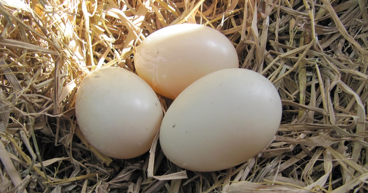 The Greencheeked Conure Chronic Egg Laying