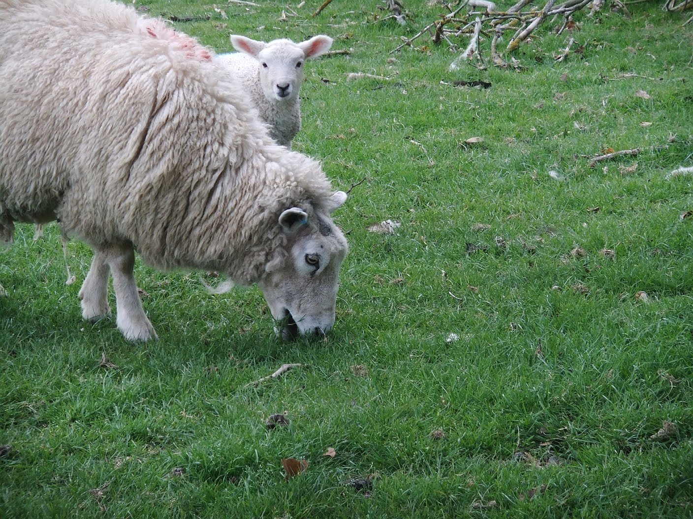 images of lambs
