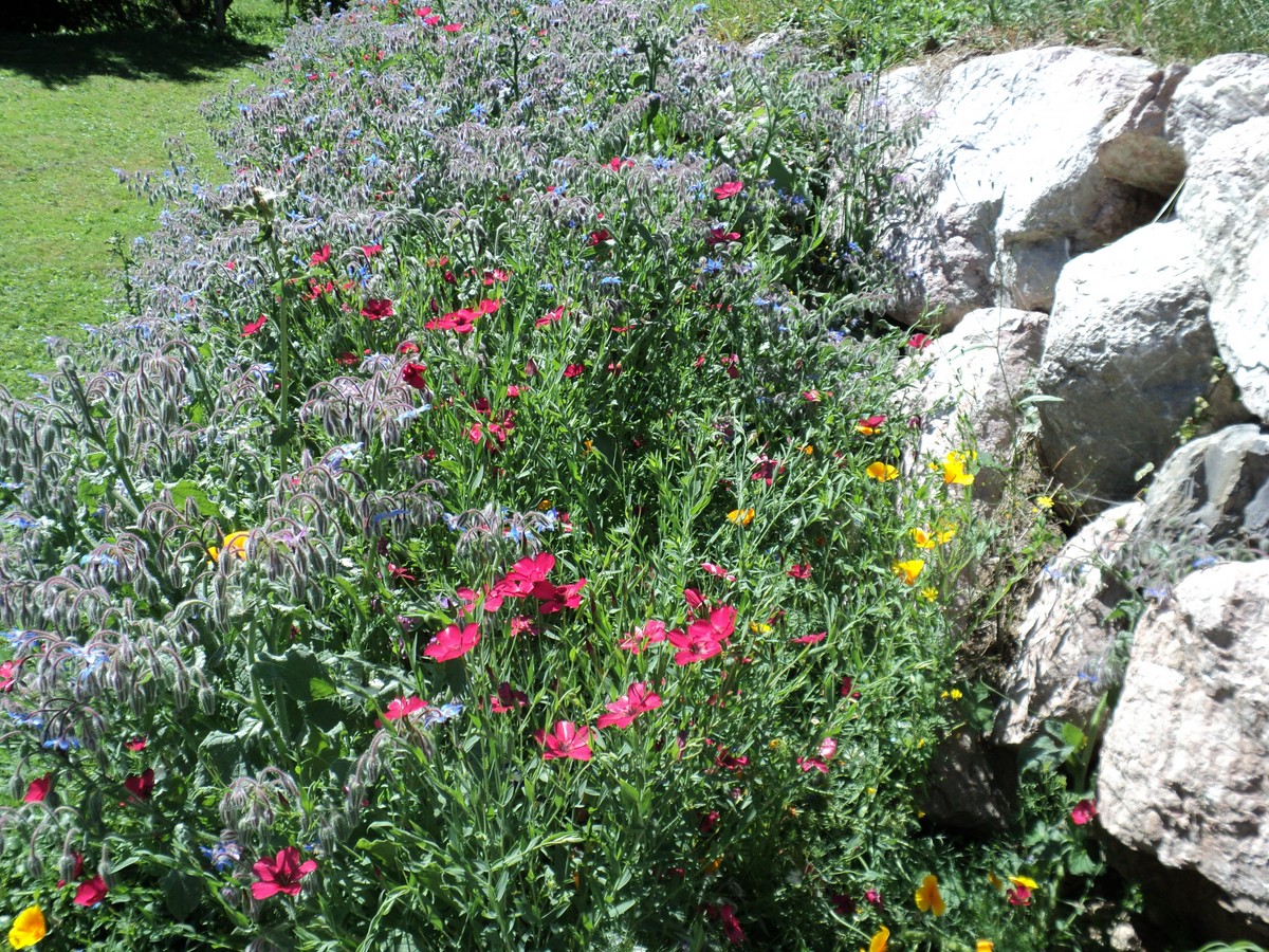 Cueillette des frambroises et des myrtilles