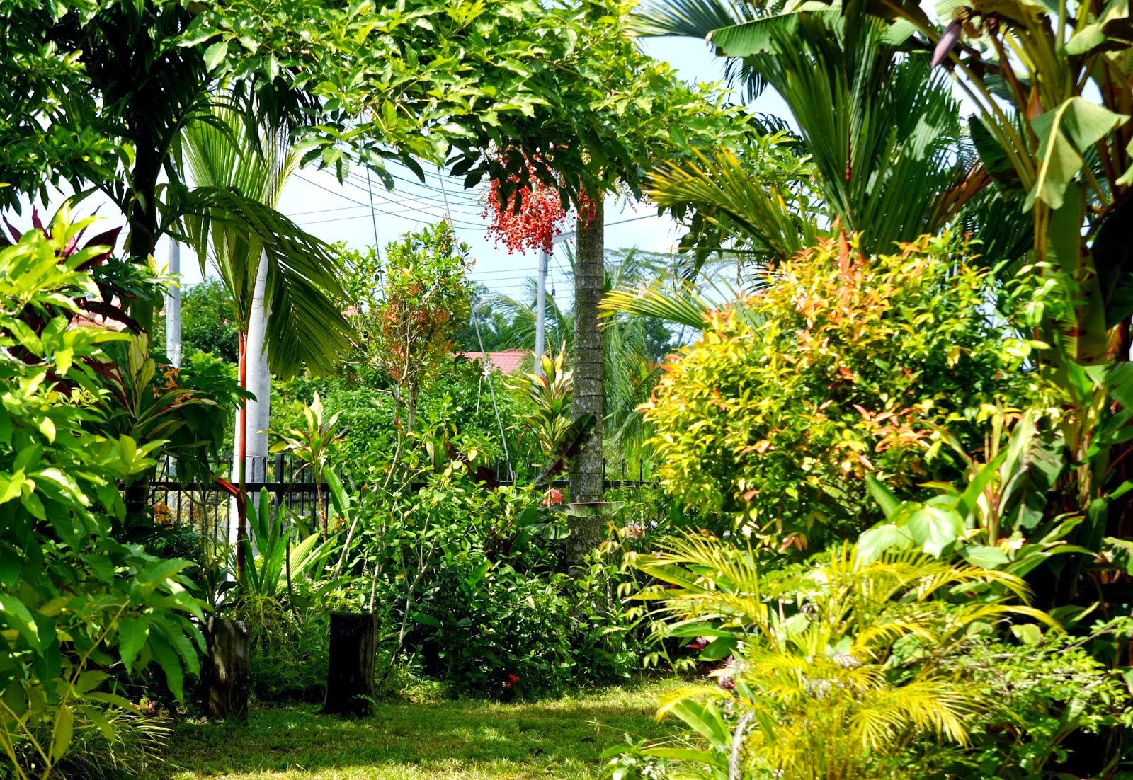 My Sarawak (2nd Ed.) The Malaysian garden in Kuching