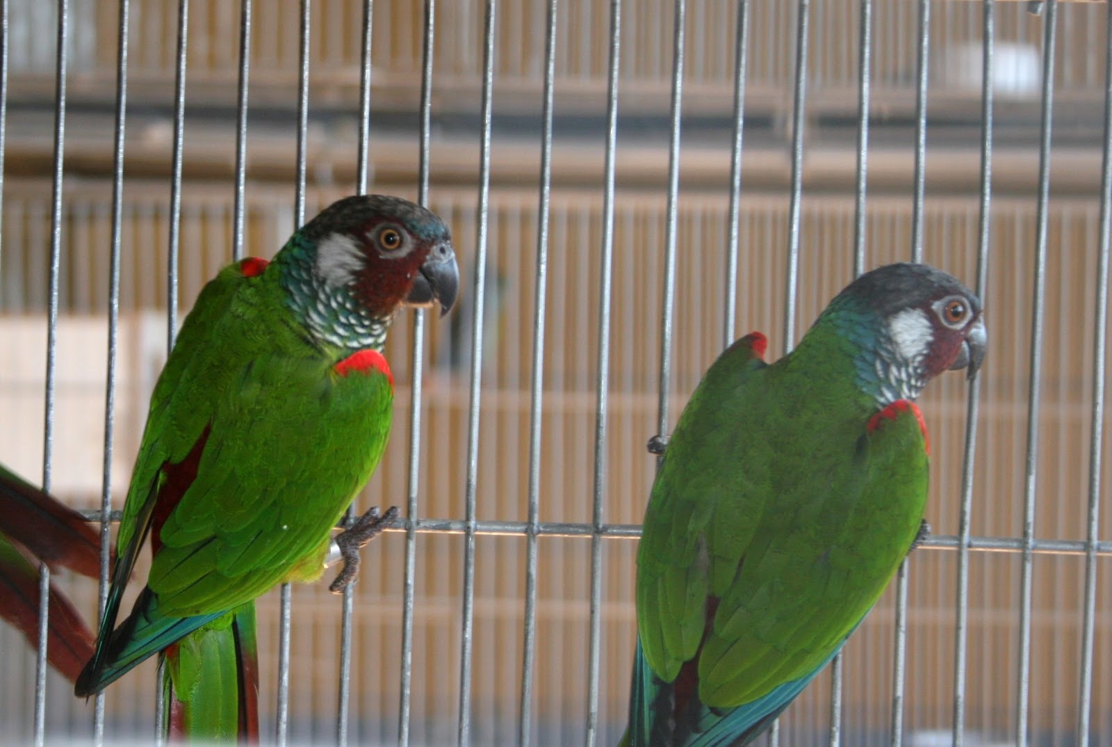 CRIADOURO MANDARIM PYRRHURA LEUCOTIS