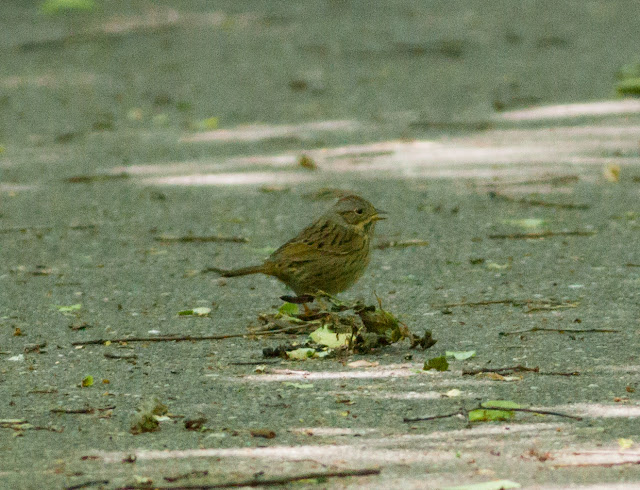 Lincoln's Sparrow - Prospect Park, New York