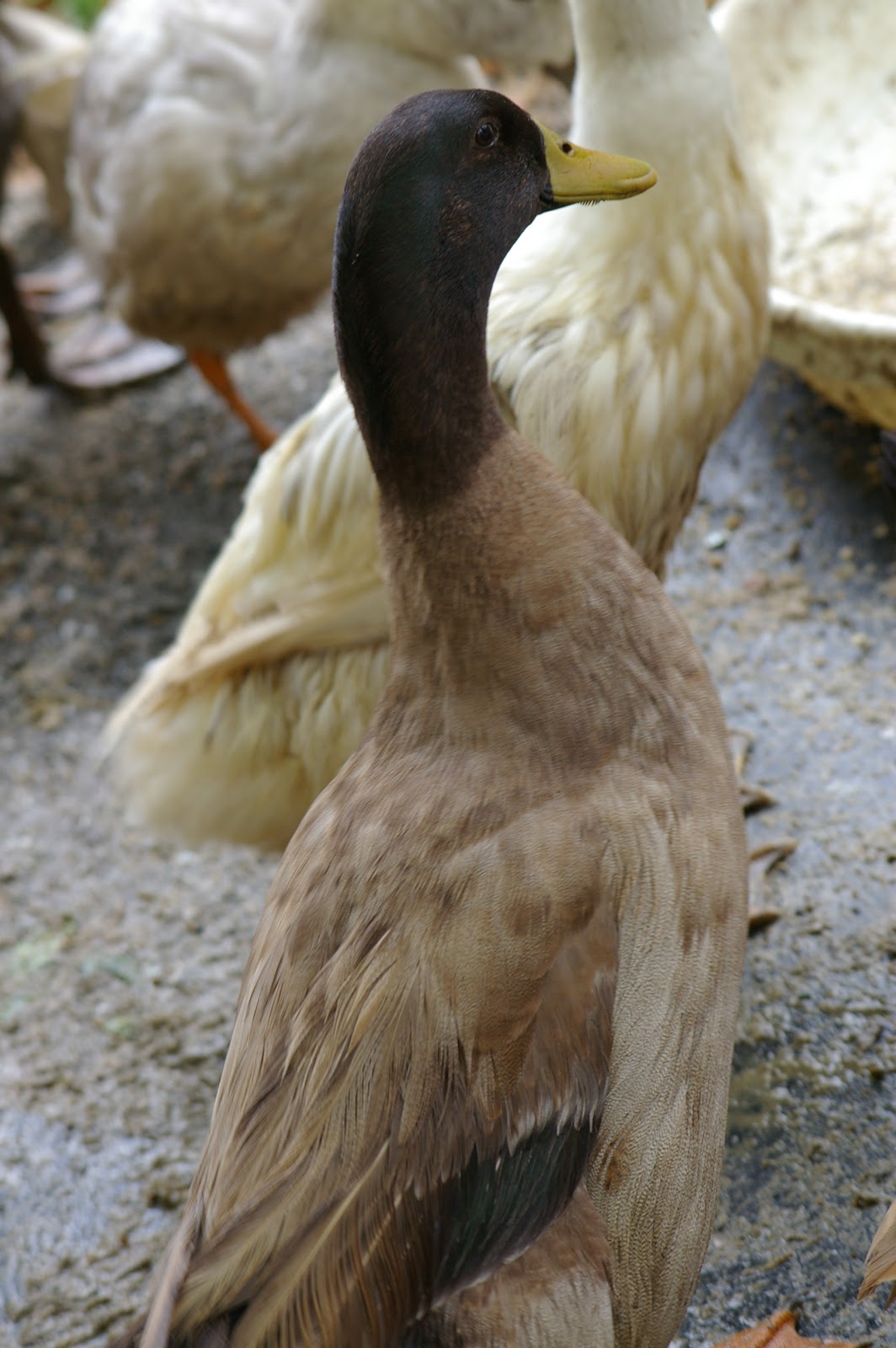 Khaki Campbell Duck