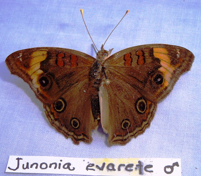 Juniona evarete