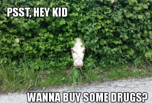 Latest-Funny-Cows-Memes-2.jpg