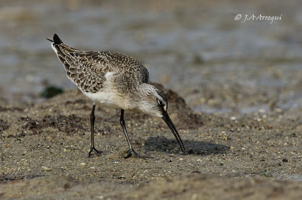 correlimos zarapitin, Calidris ferruginea, Curlew Sandpiper correlimos zarapitin, Calidris ferruginea, Curlew Sandpiper