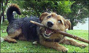 Mestizo Perro