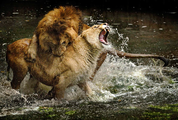 One of the main duties of a male lion in a pride is to fight in order to 