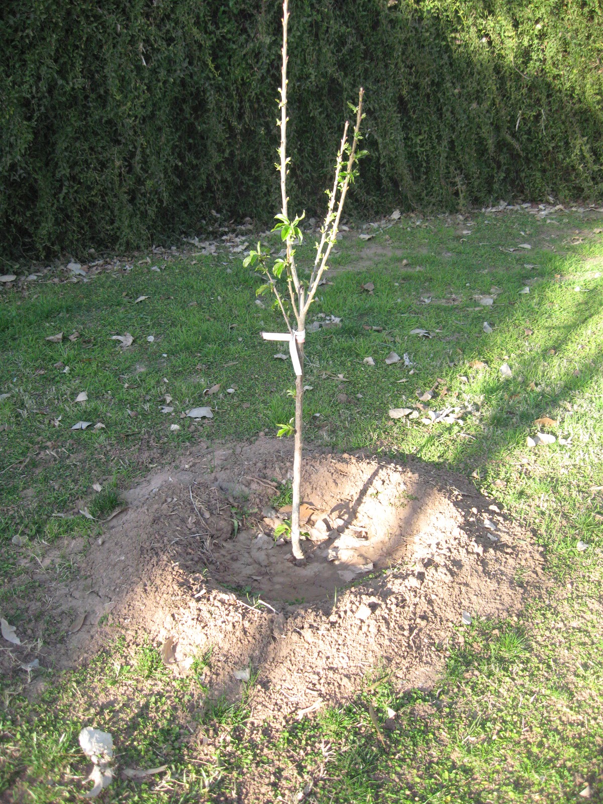 Sweet Life Garden Plant a Fruit Tree!