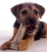 How to Stop Dog From Chewing How to Stop Dog From Chewing