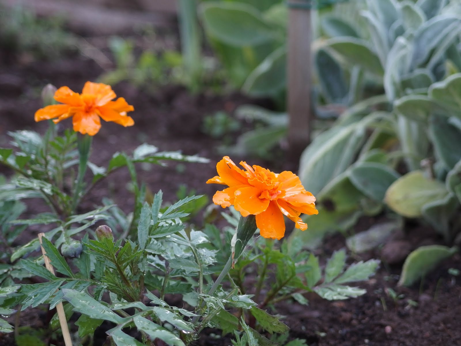 Tagetes