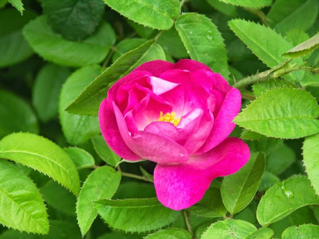 [Bild: Alexander95_20130614.jpg]