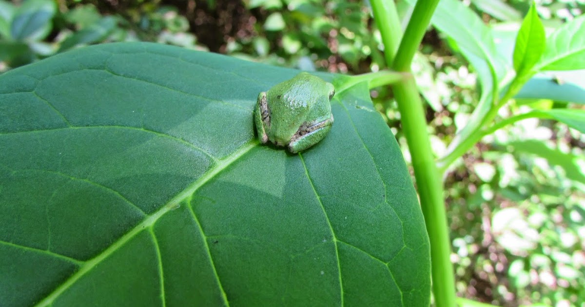 Our Life in Illinois: Reptiles