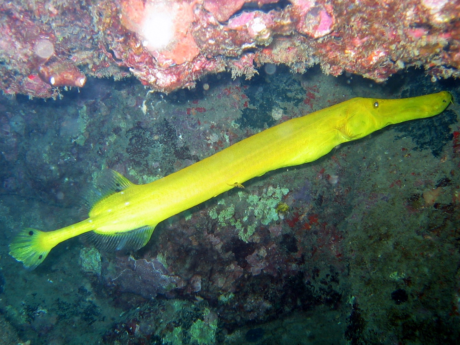 New Horizons & Breakaway Charters Tim the Trumpetfish