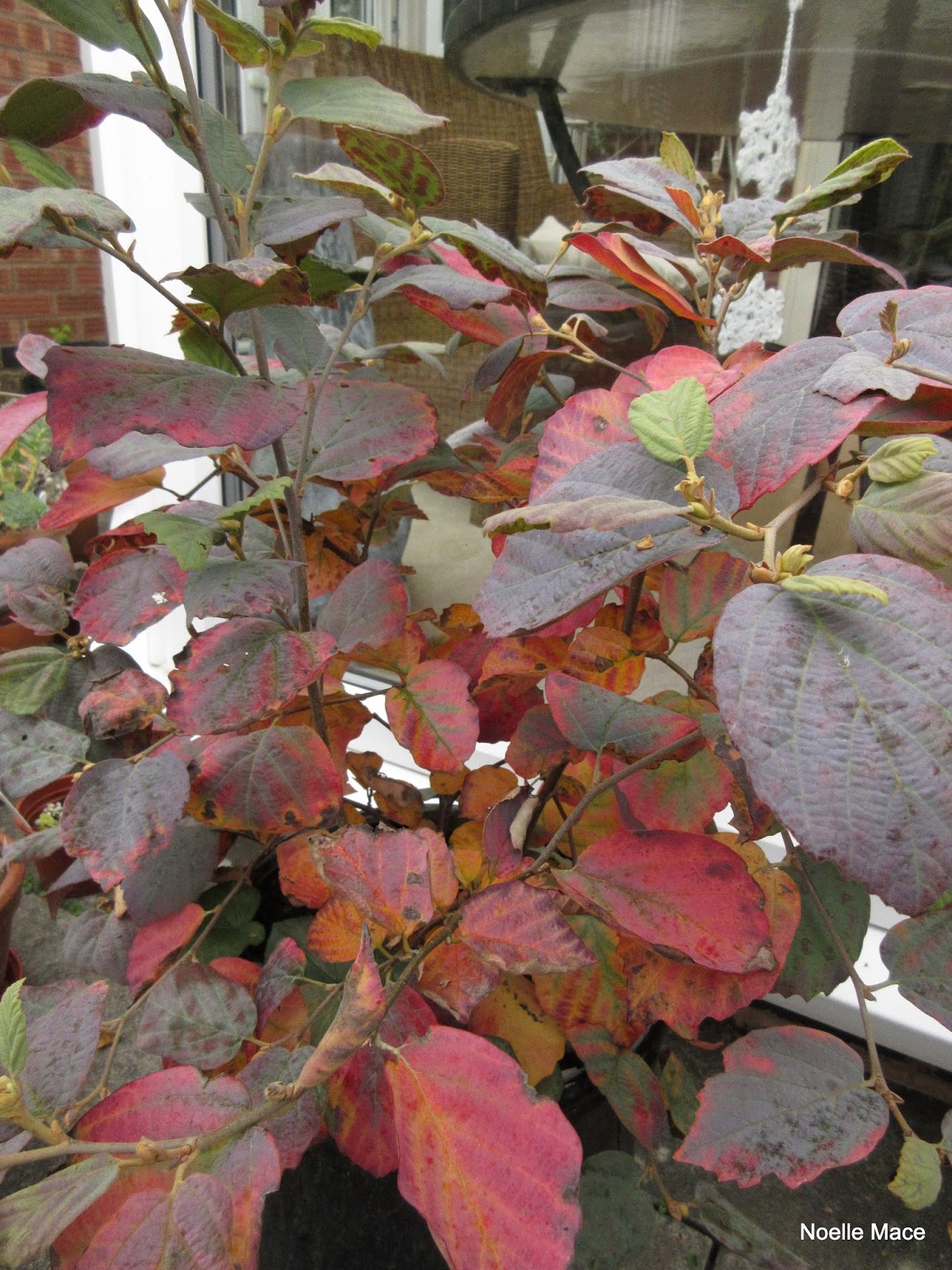 Witch Alders Fothergilla Rotary Botanical Gardens
