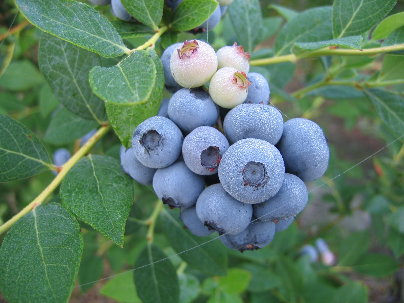 The NC Blueberry Journal Blueberry cultivar �LEGACY�