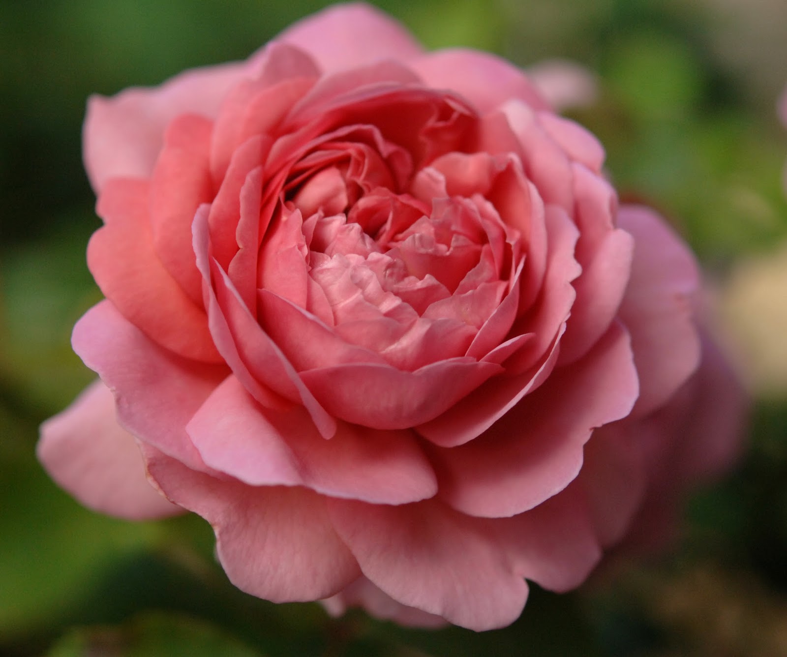 Rose Cake Ou Gateau Bouquet De Fleurs Pour La Saint Valentin Il