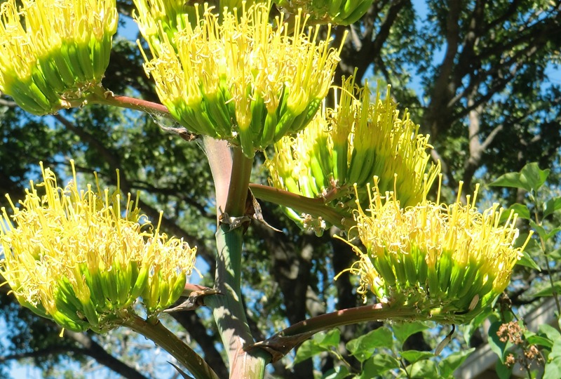 Rarely Seen Flower Everydaydelight