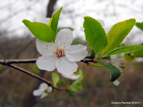 Cherry Plum - Prunus