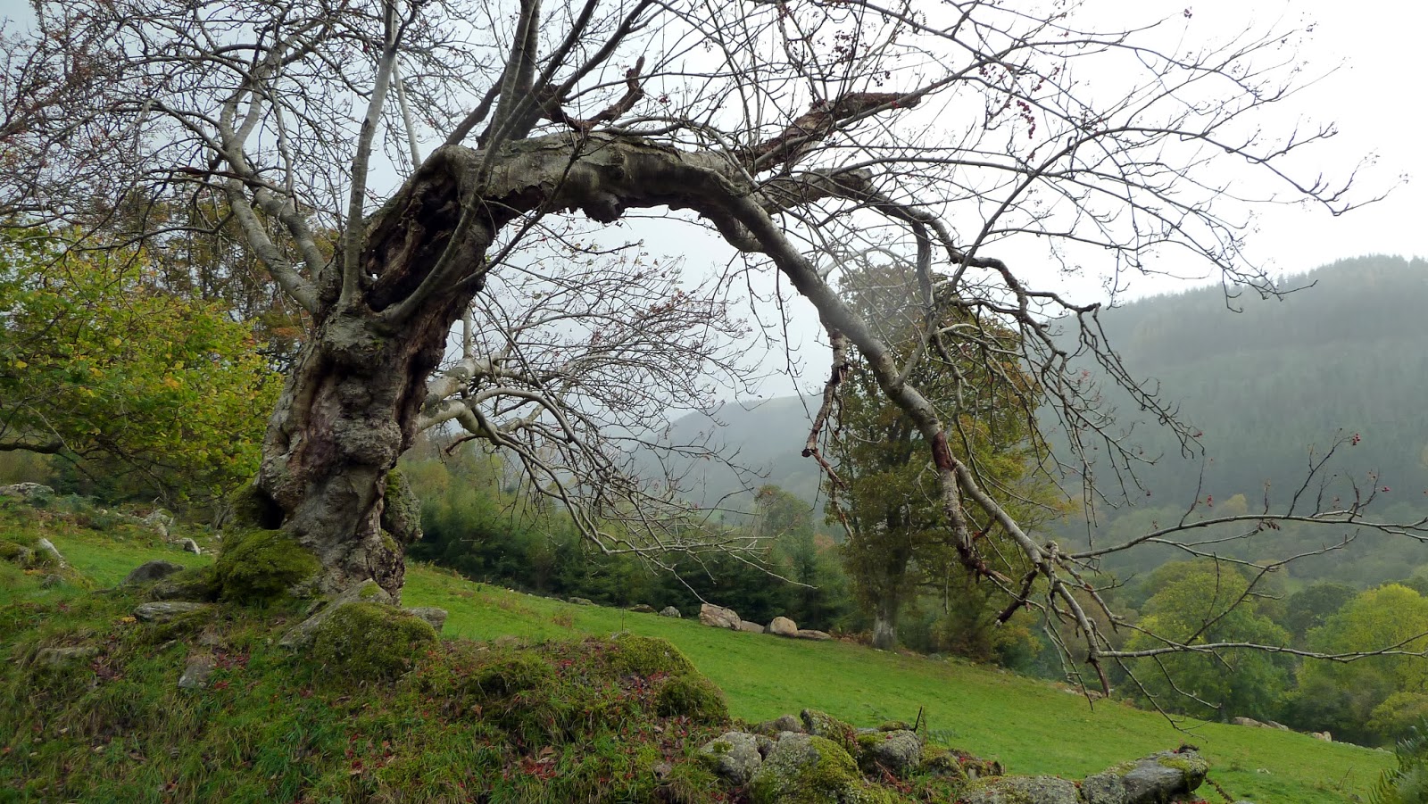 C 365 Images 20131201