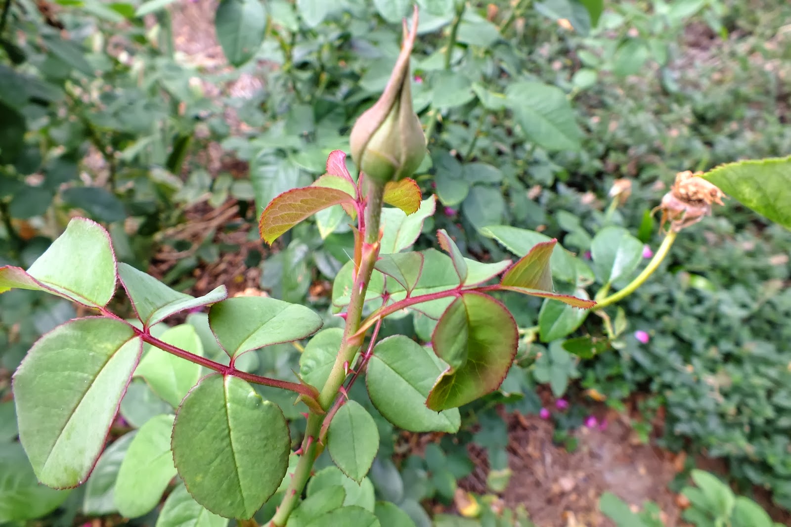 Gene's Garden Rose Rosette Disease in my garden