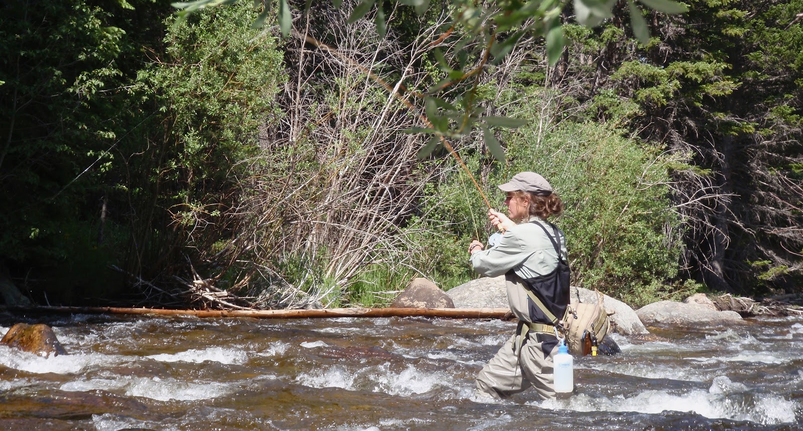 Colorado Fly Fishing Reports Wild Basin (A St. Vrain Report)