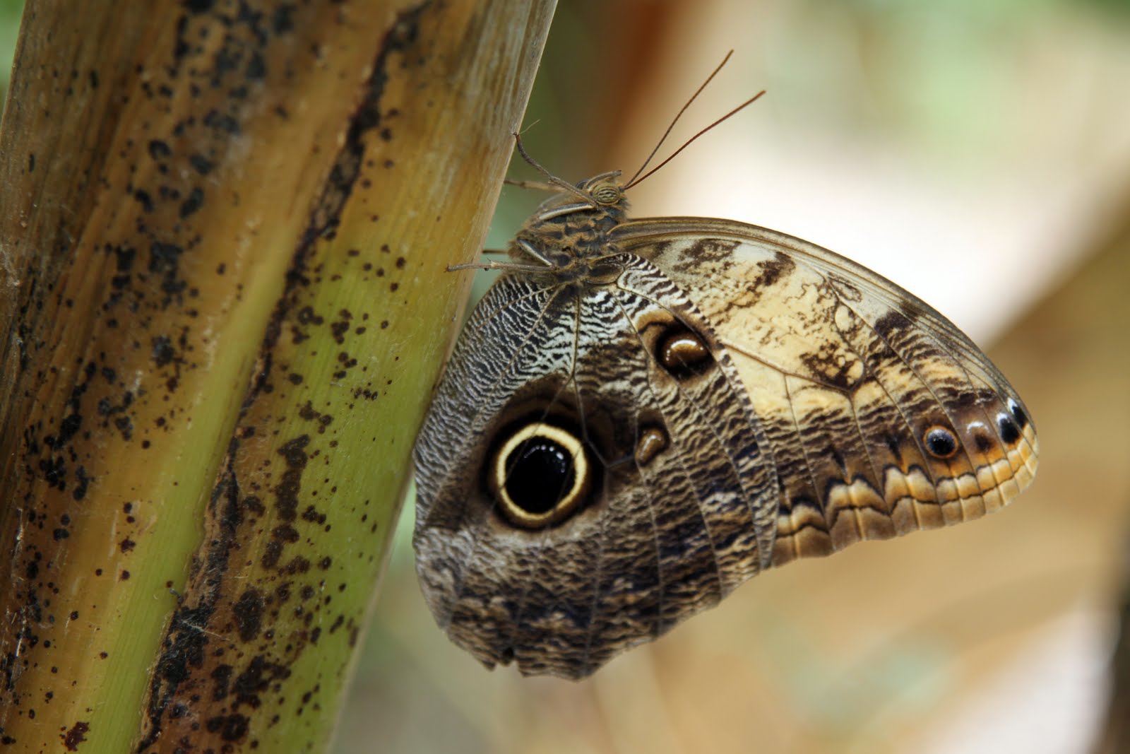 Exotic Owl