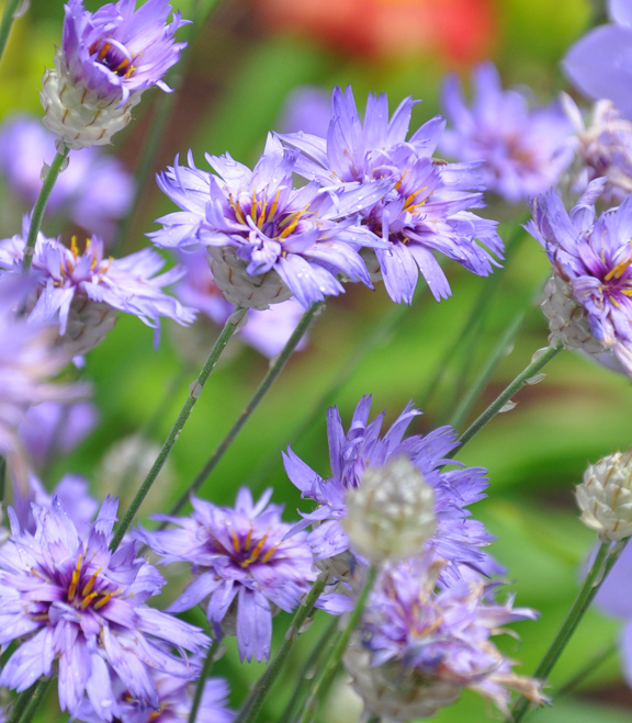 Mark S Garden Ruminations Wisconsin Gardening