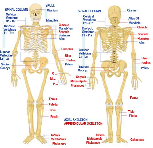 thoracic skeleton