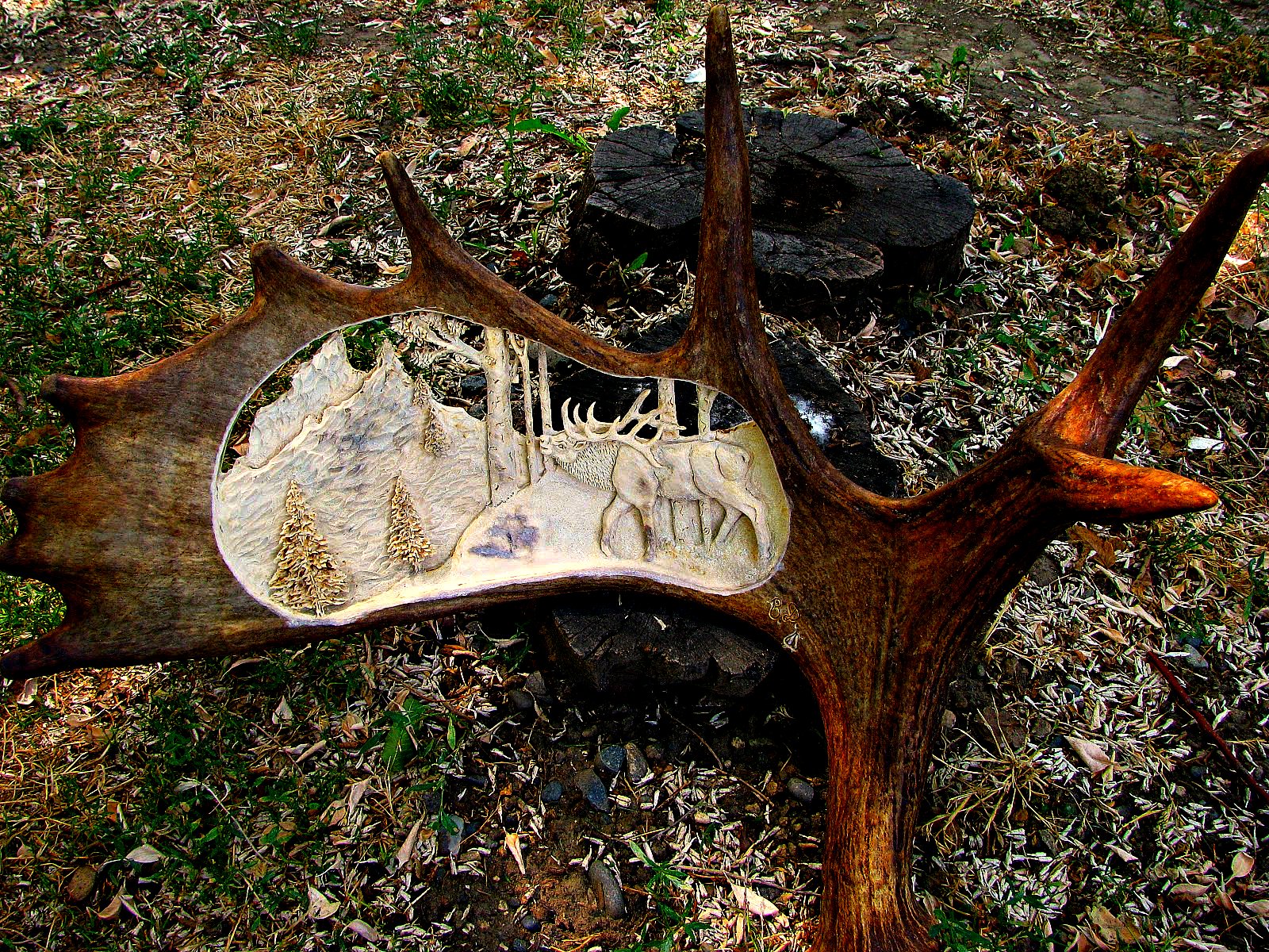 CALL OF THE WILD Moose Horn Carvings