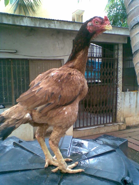 chicken fight hot chicks beautiful nudist girls asses