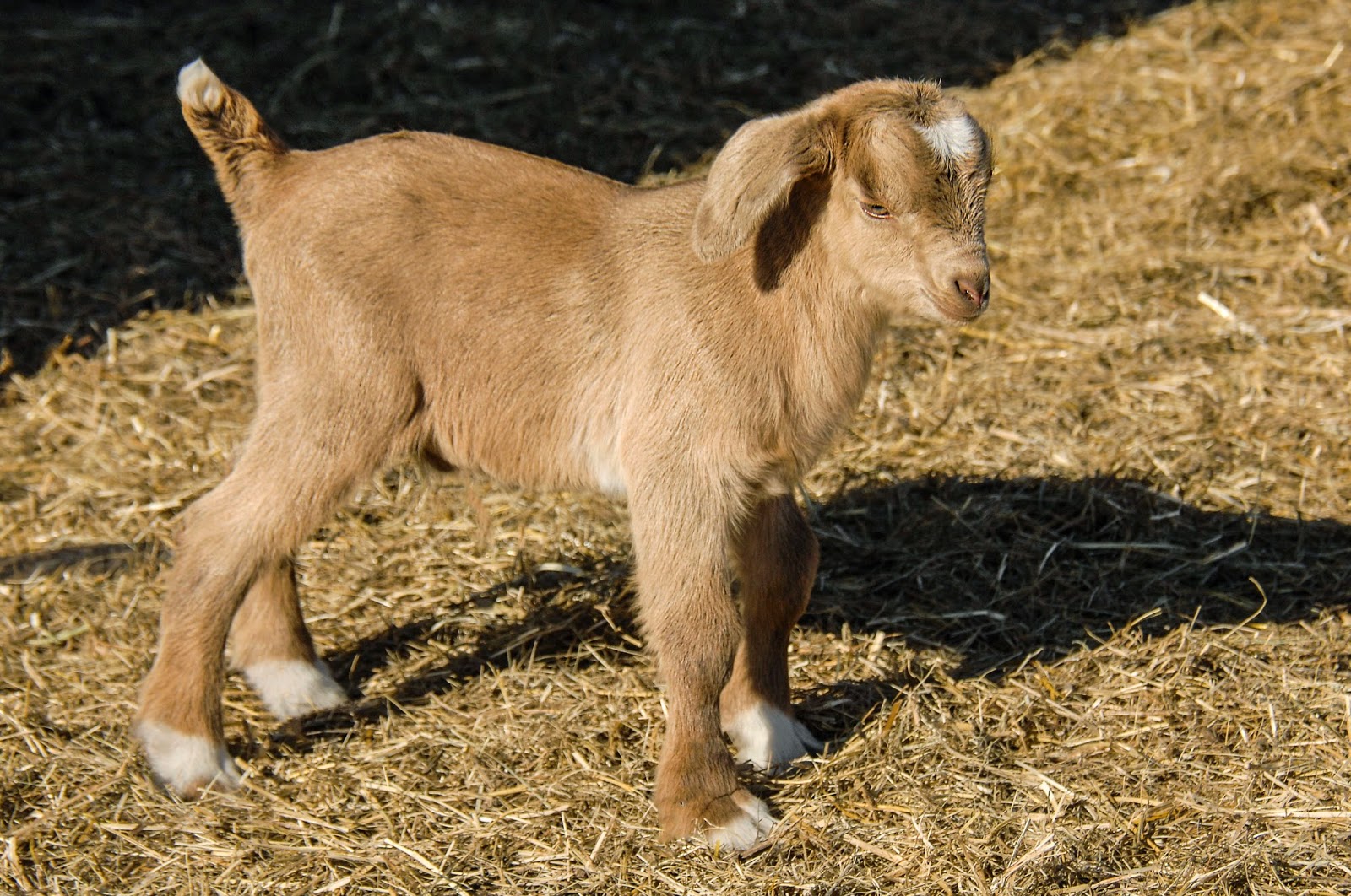 Bailey's Buddy Goats Galore! Photos by Bob Kelly