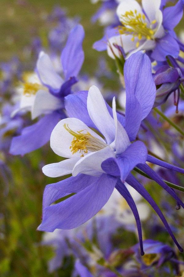 Blue Columbine Stunning nature