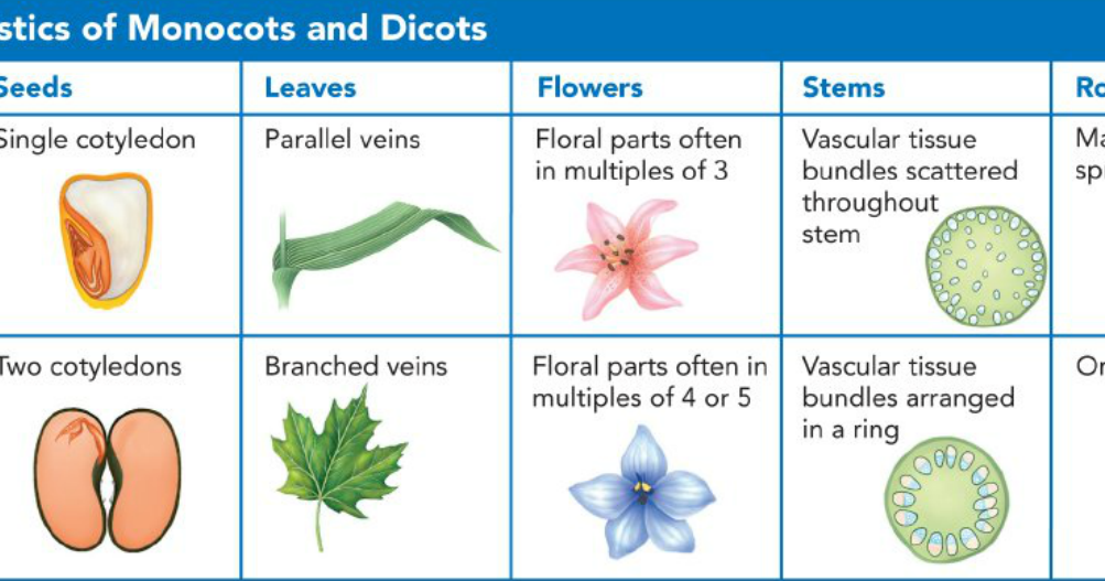 Repasos de Harold Plants Test Review Repasos de Harold Plants Test Review