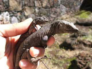 hierro giant lizard