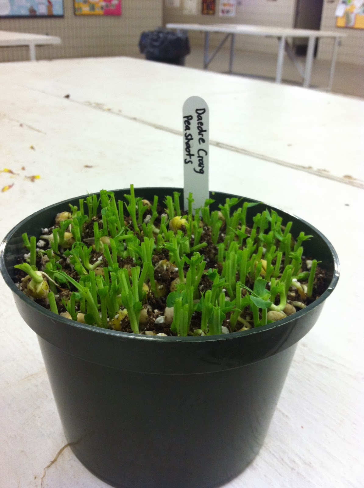 Green Zebra Market Garden