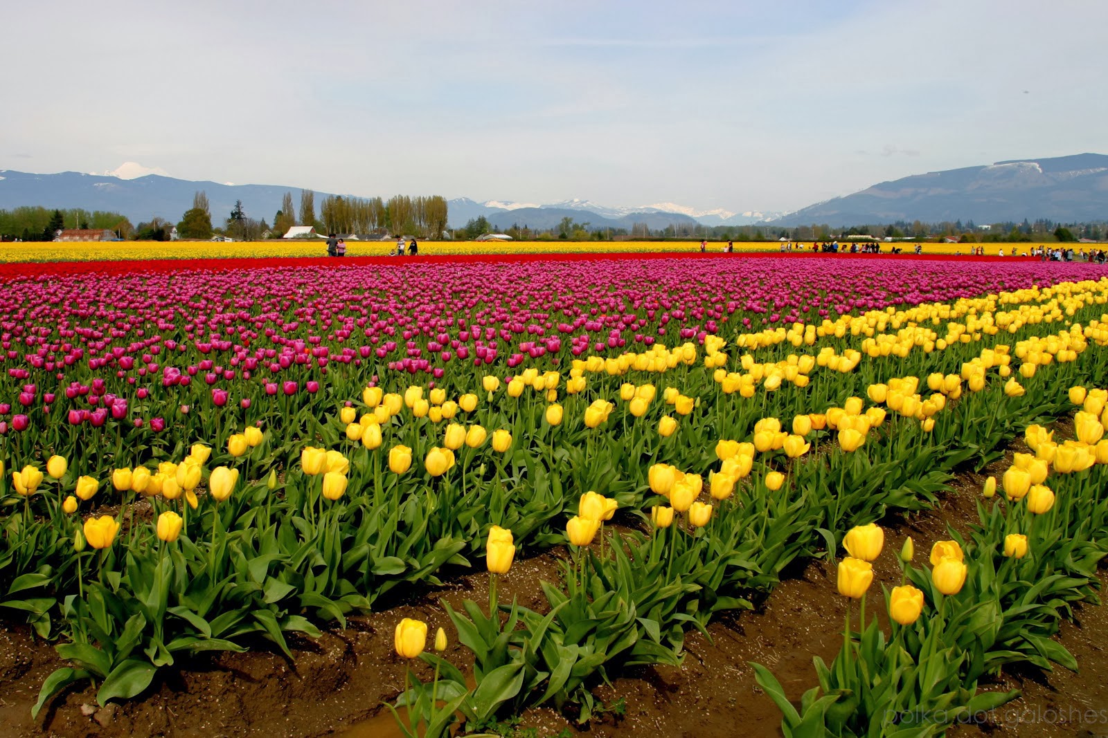 beautiful tulip fields is the best places to travel Holland Beautiful