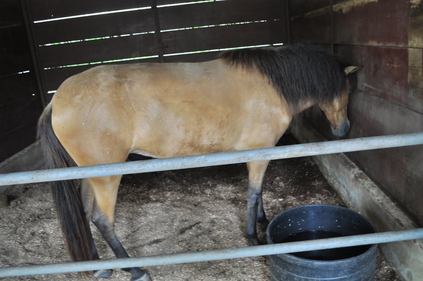 Studying Horse Depression to Work on Human Depression