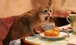 Gato chateado com comida