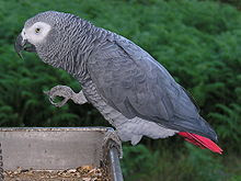 Foto Burung African Grey Parrot