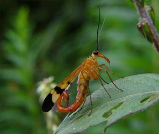 Encontrado!! Escorpion Volador Encontrado!! Escorpion Volador