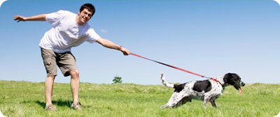 Secrets to Dog Training - Great Puppy Training Secrets