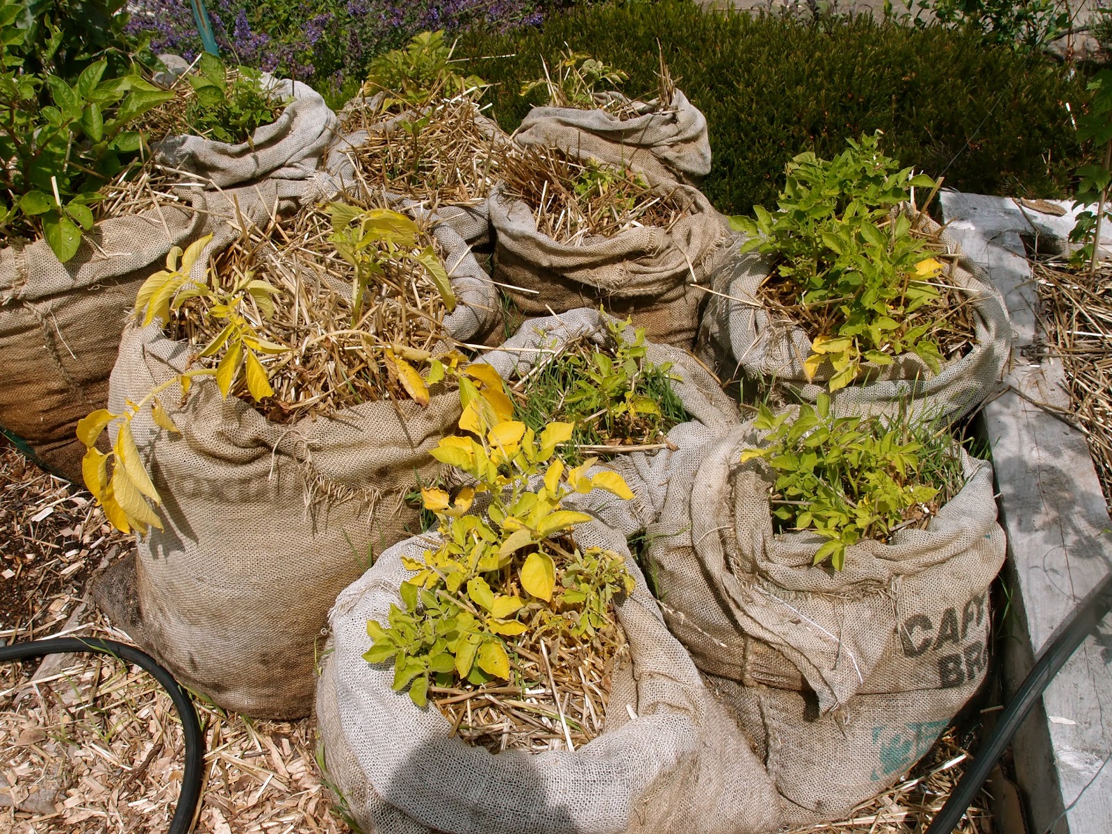 Growing Potatoes Potato Grow Bags Filled Compost Plants Bag Stock