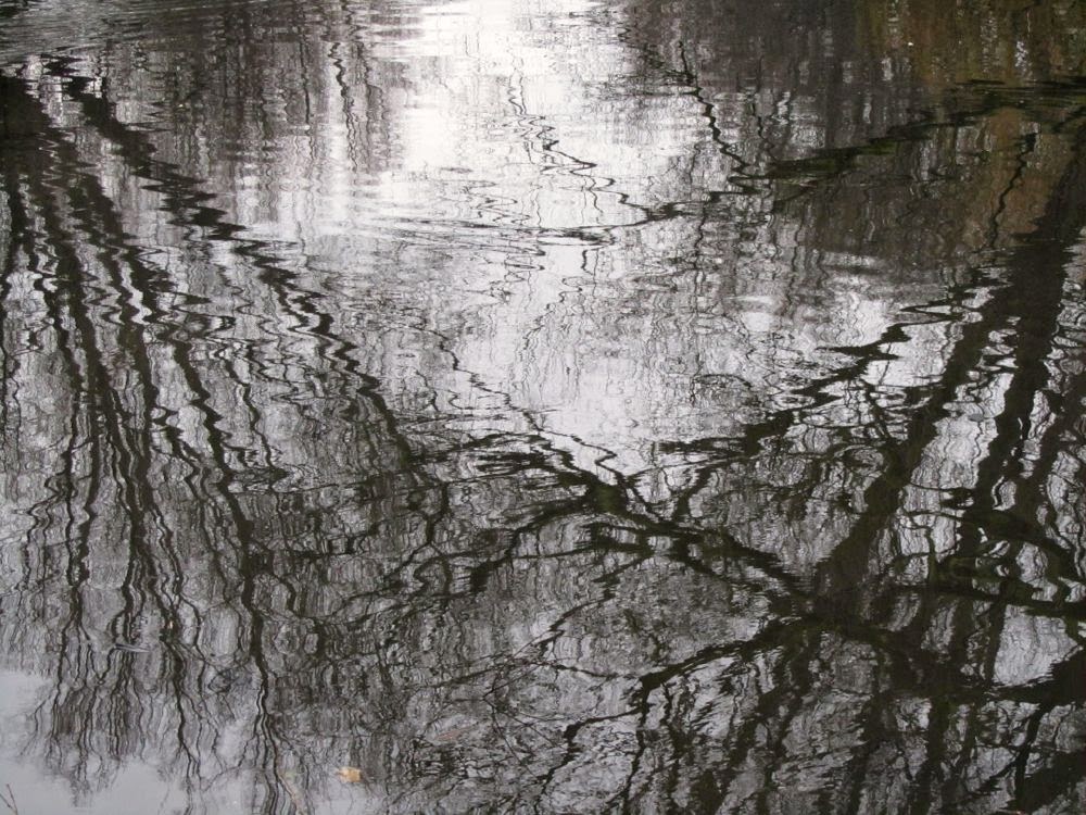 reflection of trees in a pond