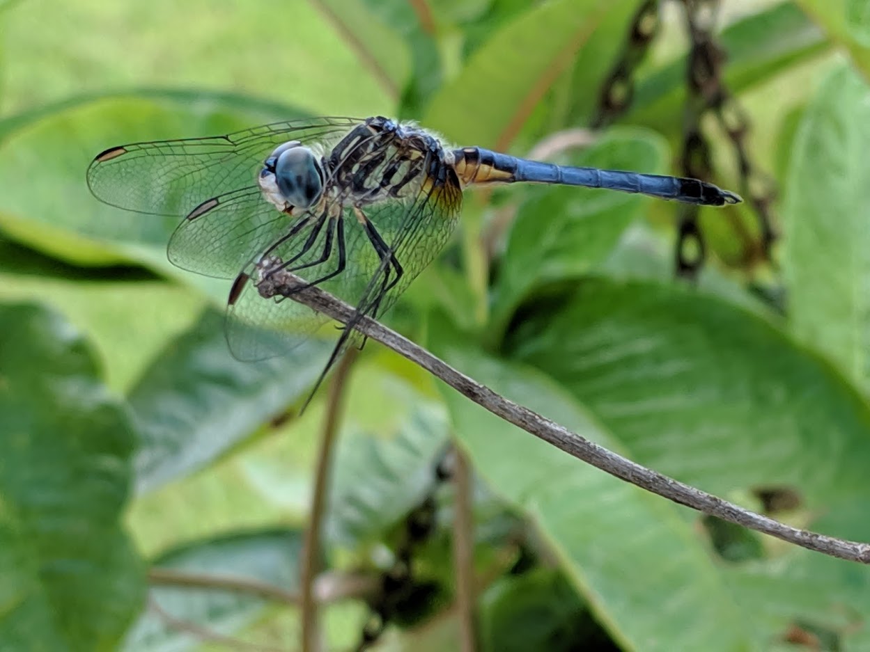 Dragonfly