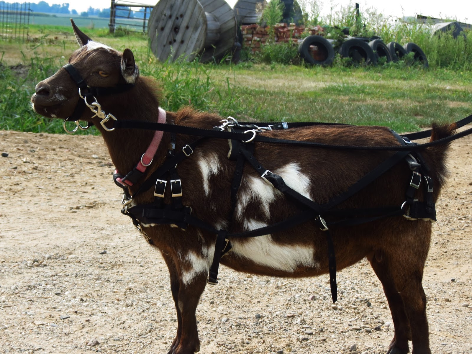 Working Goats Beginning the Long Haul The Thrifty Homesteader