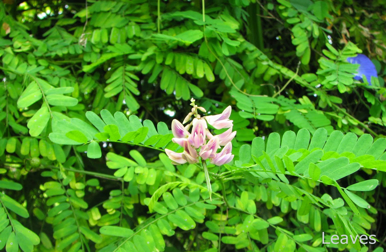 Herbal plants Sri Lanka Olinda/Abrus precatorius